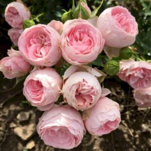 'She loves you'â¢ A-Kvalitet,- barrods roser min. 3 grene